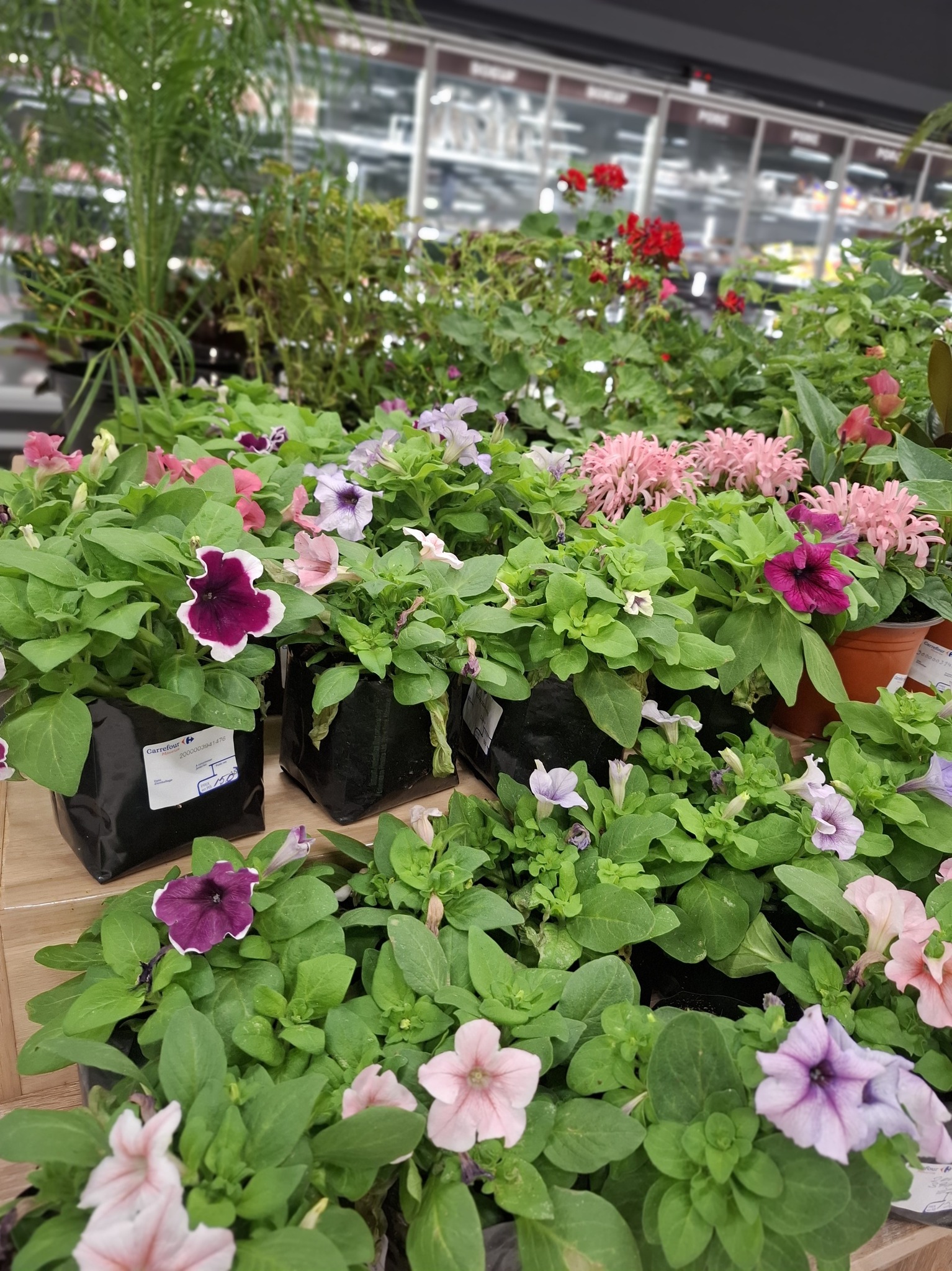 May be an image of flower