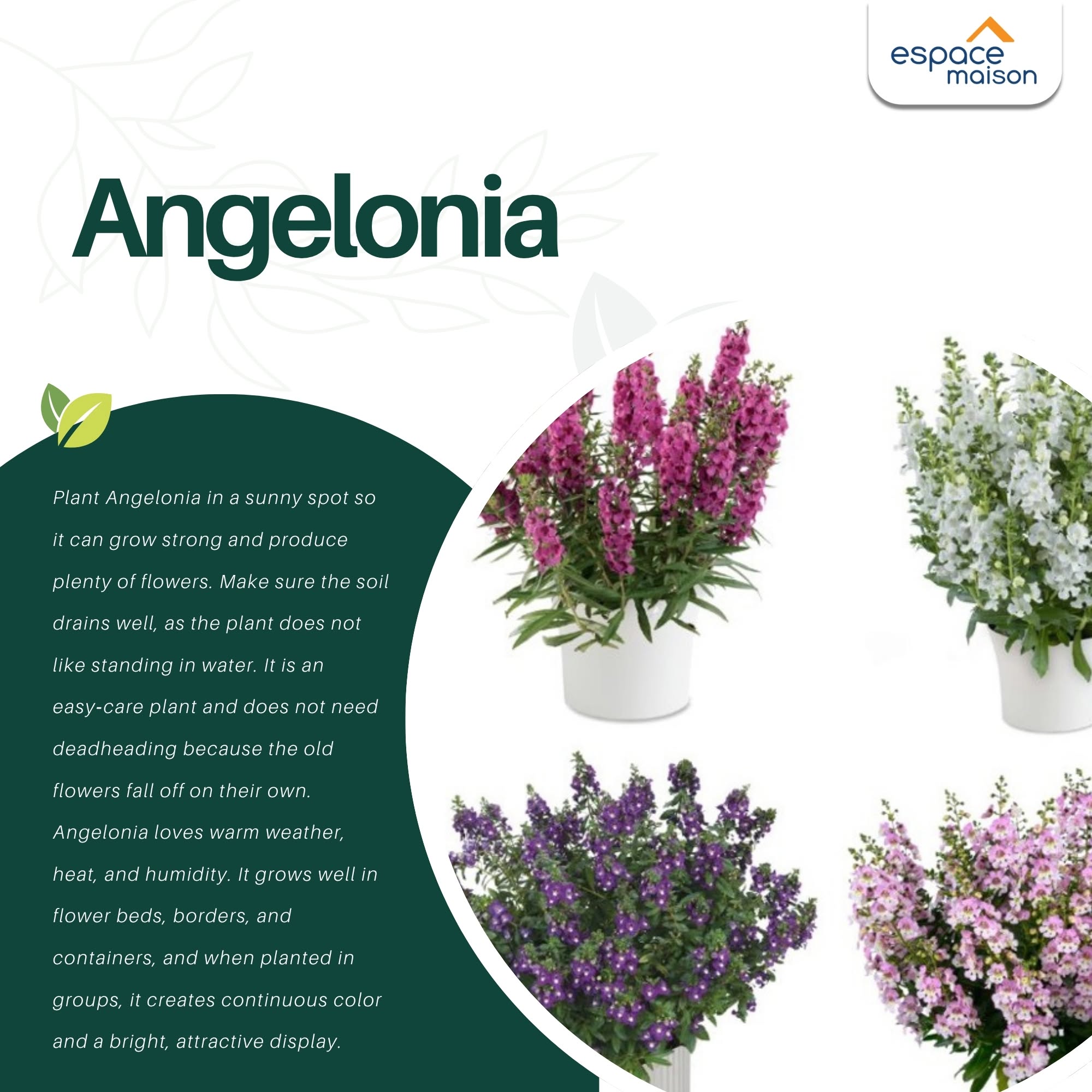 May be an image of ‎scorpion grass, baby's breath, globe amaranth, French lavender and ‎text that says "‎espace maison Angelonia Plent PlantAingaianlainasunnyspot.so suny spot SD ingeionia can Mrow strong റ0ാ produce plenty llowerS. Make sure...